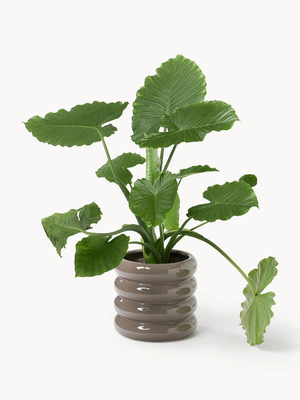 Rudiy Stoneware Planter, height 30 cm