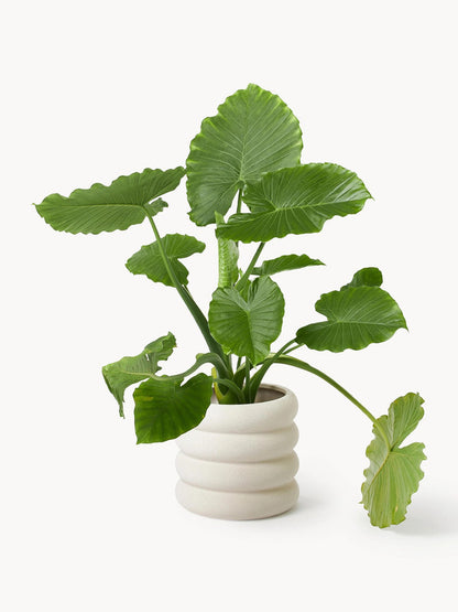 Rudiy Stoneware Planter, height 30 cm